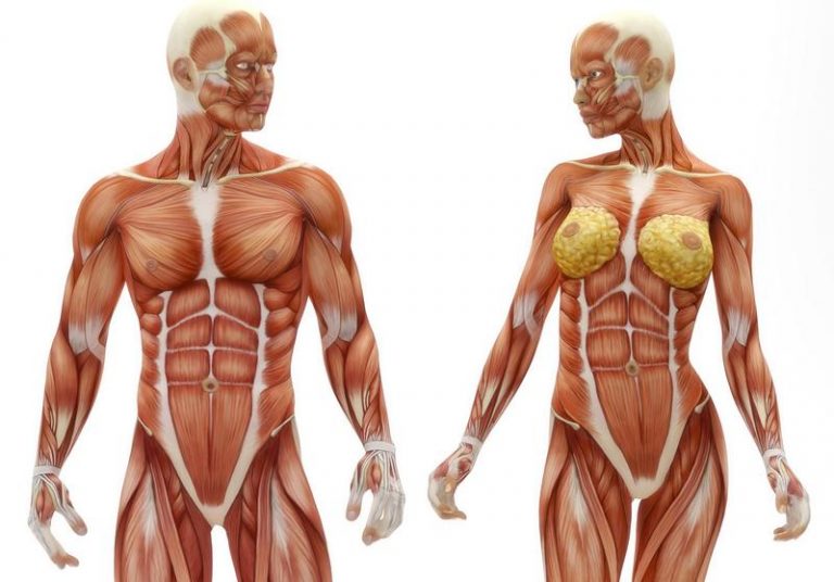 Estimulación muscular con Fitoterapia China